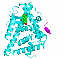 The ligand binding domain of the oestrogen receptor with bound oestradiol (spheres) and target peptide (magenta). Courtesy Rod Hubbard (Protein Data Bank Entry 2j7x)